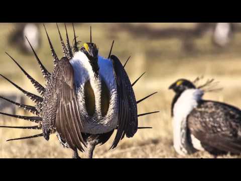 America’s Wildest Secret, Sage Advice for Sage Grouse, An Ill Wind, Mountain Lions | TAL 501