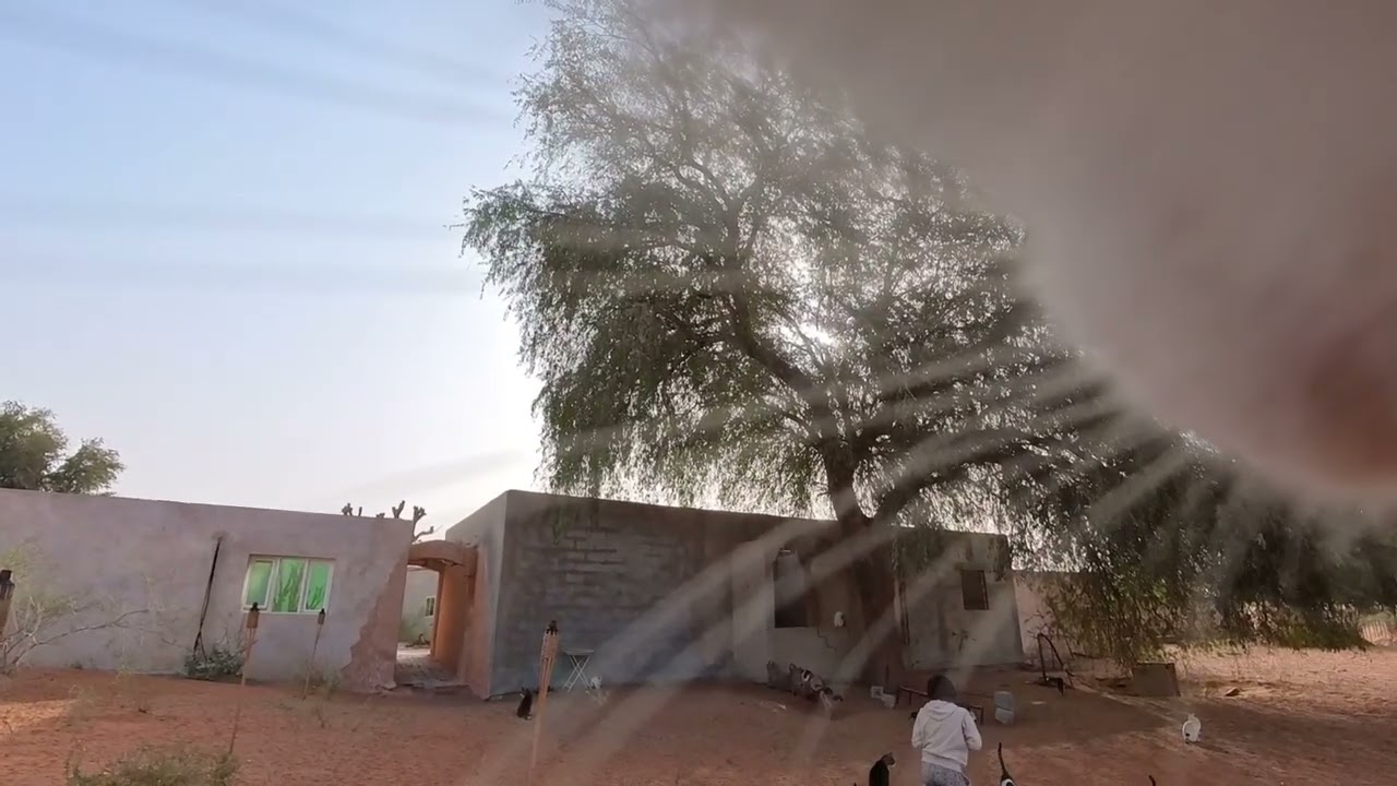 猫と朝の散歩。Morning trip with a cat