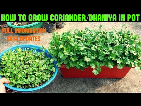 How to Grow Coriander at Home