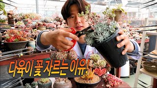 다육이 꽃을 왜 잘라??? - 다육이 꽃을 잘라줘야하는 이유 3가지!