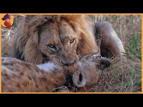 15 Most Incredible Lion Attacks Caught on Camera