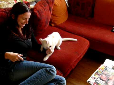 briste korthaar toesj nr5 ( de aanval )