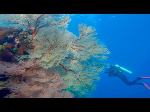 25 Anthozoa Corals - scuba diving video