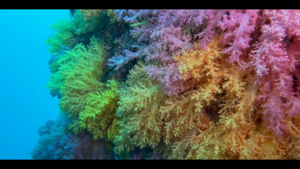 Tropical Pacific Other Corals videos.