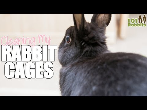 Cleaning My Rabbit Cages