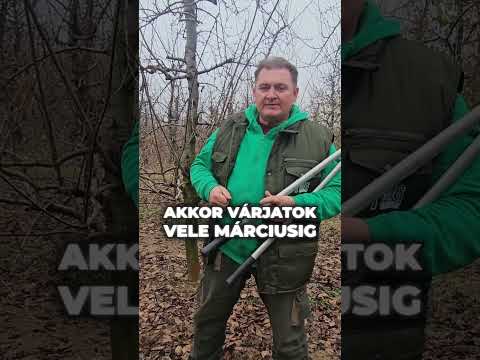 Gyümölcsfák erősítése és gyengítése metszéssel videó