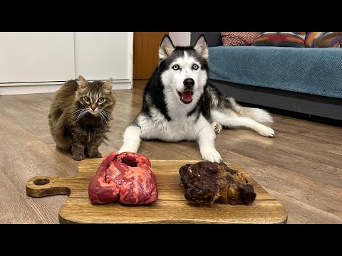 Raw Or Сooked? What Will My Dogs And Cats Choose?