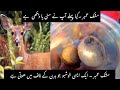 DEER MUSHK AMBER PRICE IN PAKISTAN Caudal Glands Of The Male Musk Deer Ijaz Usman Travel