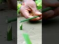 New Bird Trap Shortcut