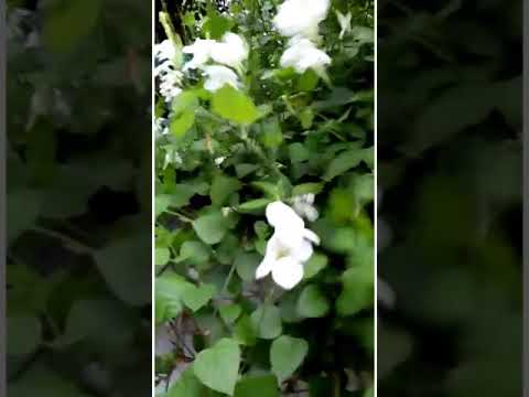 Beautiful White Creeper||Asystasia Plant|| Suja Pavithran #shorts