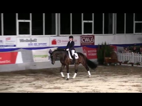 Rock Amour , Hengst von Rock Forever NRW