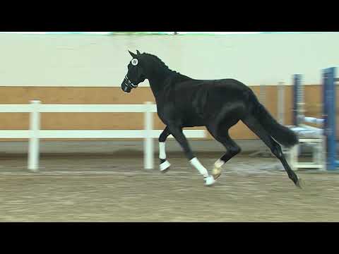 29. Mecklenburger Körtage - Kat.Nr. 31 Hengst v. Vitalis Sandro Hit