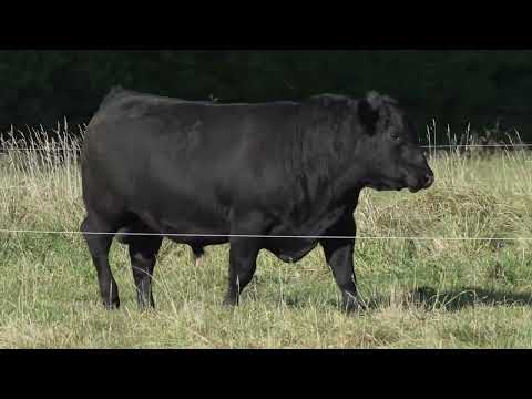 Lot 6 DANDALEITH RANGER 096