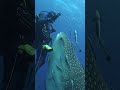 CLOSE ENCOUNTER WITH A WHALE SHARK