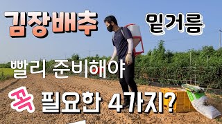 김장배추 밑거름 꼭 필요한 4가지? 김장무 심는시기