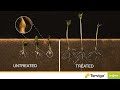 Control root knot nematodes with TERVIGO®