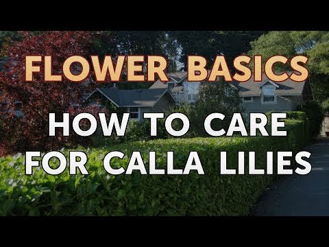 image-Can calla lilies stay outside in winter?