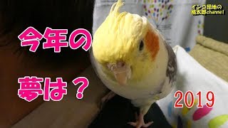 2019年新年のインコ脱走防止カーテンは、風船にいっぱい夢を乗せて♬　オカメインコ桃太郎