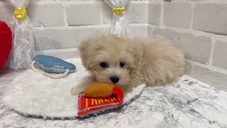 ハーフ犬の動画02