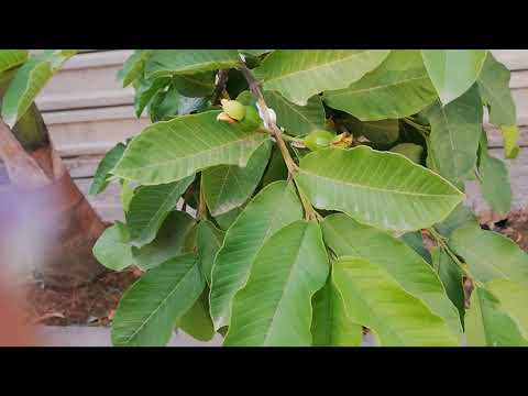 Vlog#Morning  walk and view of our garden#Hameeda ka kitchen.