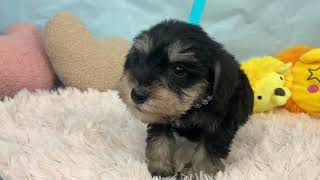 ミニチュアシュナウザーの動画01