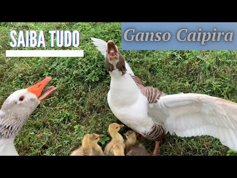 , title : 'Saiba tudo sobre o Ganso Caipira | Ganso Doméstico | Ganso Comum | Criatório Junior Cardoso'