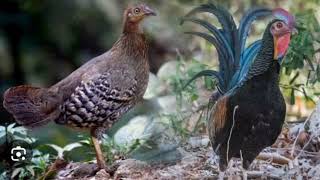 Download lagu MASTERAN | AYAM HUTAN BETINA | MINTA KAWIN mp3