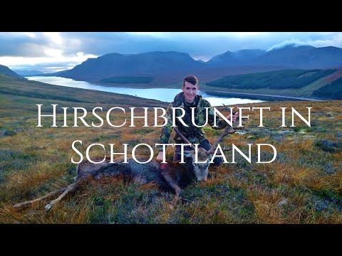 Hirschbrunft in den Highlands