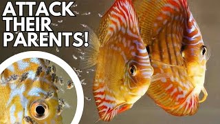 Discus: The Fish That Attack Their Parents For Food