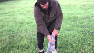 How to Skin and Gut a Rabbit in 10 Seconds, Kiwi Bushman Styles
