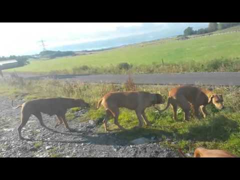 Aneesa på treningstur