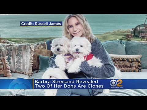 Barbra Streisand: I Have 2 Cloned Dogs