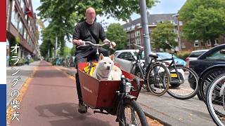自転車に乗ってお誕生会に行く柴犬｜ 柴犬柿丸・オランダ散歩と環境音