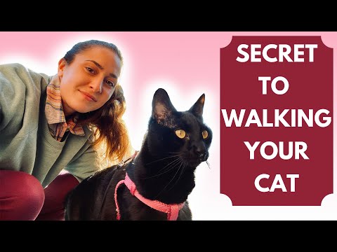 HOW TO WALK YOUR CAT: Our tips on how to train your cat to walk on a leash and harness!