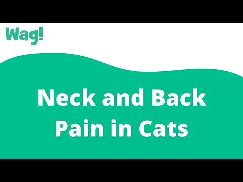 Neck and Back Pain in Cats | Wag!