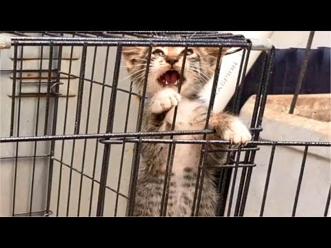 Rescued Kitten Wants To Get Out Of An Opened Cage, So Funny - Cats Meowing