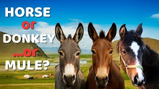 Horse vs Donkey vs Mule 🐴 | How to Tell Them Apart Once and for All