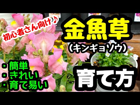キンギョソウを切る:これは覚えておく必要があることです 植物
