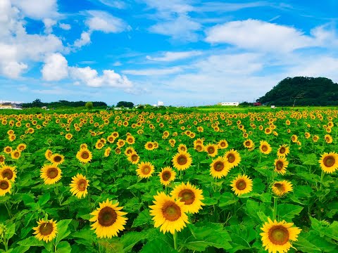 江田のひまわり畑