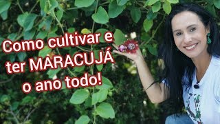 Como plantar e ter muitos maracujás. Sem pragas!