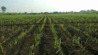 SUGARCANE FARMING IMAGE VIDEO