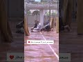 Namaz In The Rain Namaz Karbala Shortvideo Rain Shortsviral