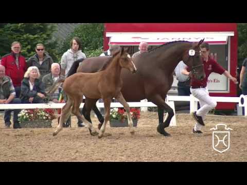 NF007 Hengstfohlen von Quiran - Quintero - Silvano