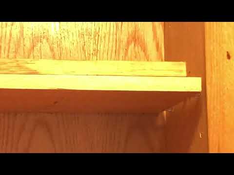 Cockroaches Running Wild Throughout the Pantries in Shrewsbury, NJ