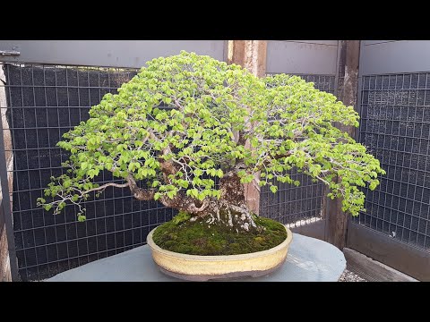 Ulmus Minor Bonsai