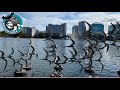 LAKE EOLA PARK DOWNTOWN ORLANDO Full Tour Walt Disney Amphitheater Swan Boats More