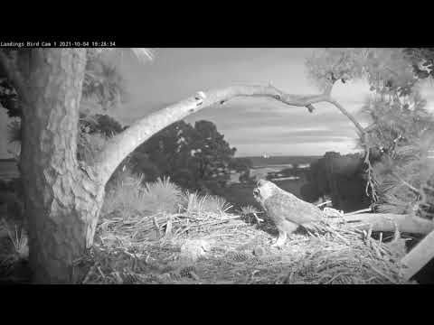 Male Great Horned Owl Delivers Prey to Mate on Osprey Nest – Oct. 4, 2021