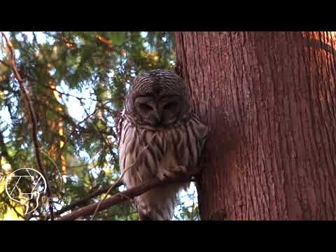 Barred Owl Eating a Deer Mouse