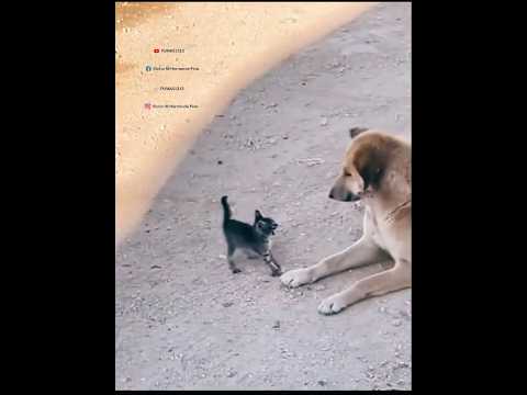 Dijiste que un México sin chuchulukus Claudia !! Ey #pumas1313 #sacatripas