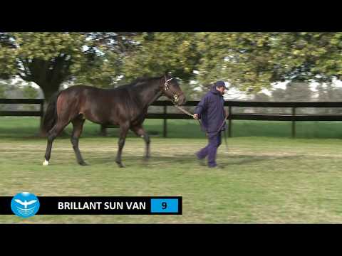 9 - BRILLANT SUN VAN